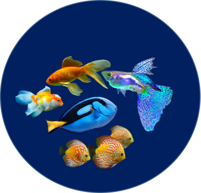 Tropical and Freshwater Fish